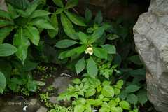Impatiens tricornis